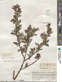 Salix planifolia image