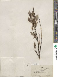 Salix planifolia image