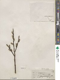 Salix planifolia image