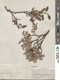 Salix planifolia image