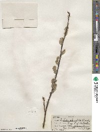 Salix planifolia image