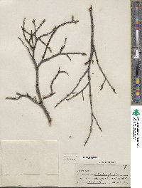 Salix planifolia image