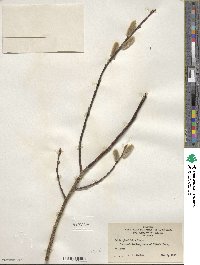 Salix planifolia image