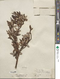 Salix planifolia image