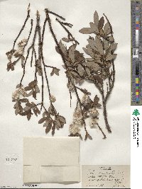 Salix planifolia image