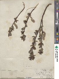 Salix planifolia image