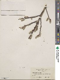 Salix planifolia image