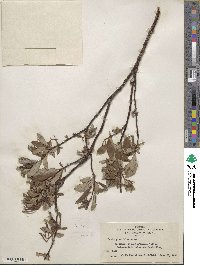 Salix planifolia image