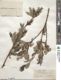 Salix planifolia image