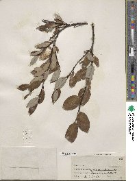 Salix planifolia image