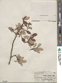 Salix planifolia image