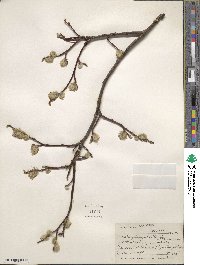 Salix planifolia image