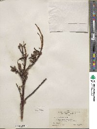 Salix planifolia image