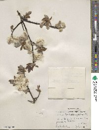 Salix planifolia image