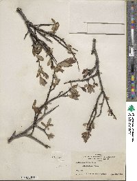 Salix planifolia image