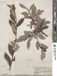 Salix planifolia image