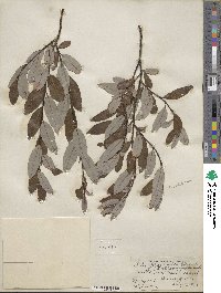 Salix planifolia image