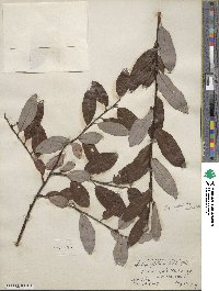 Salix planifolia image