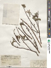 Salix planifolia image