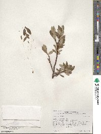 Salix planifolia image