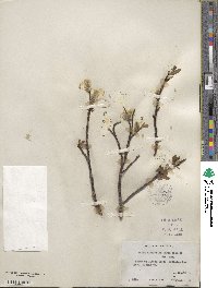 Salix planifolia image