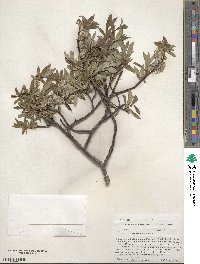 Salix planifolia image