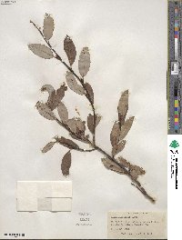 Salix planifolia image