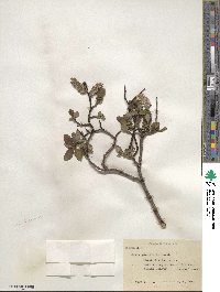 Salix planifolia image