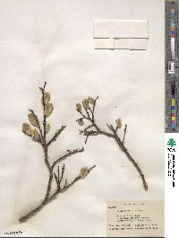 Salix planifolia image