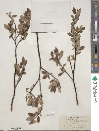 Salix planifolia image