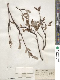 Salix planifolia image