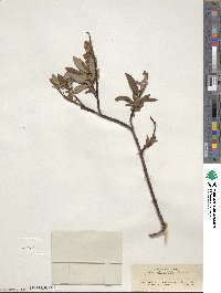 Salix planifolia image