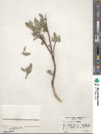 Salix planifolia image