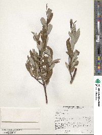 Salix planifolia image