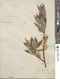 Salix planifolia image