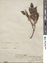 Salix planifolia image