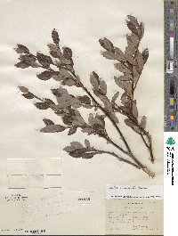 Salix planifolia image