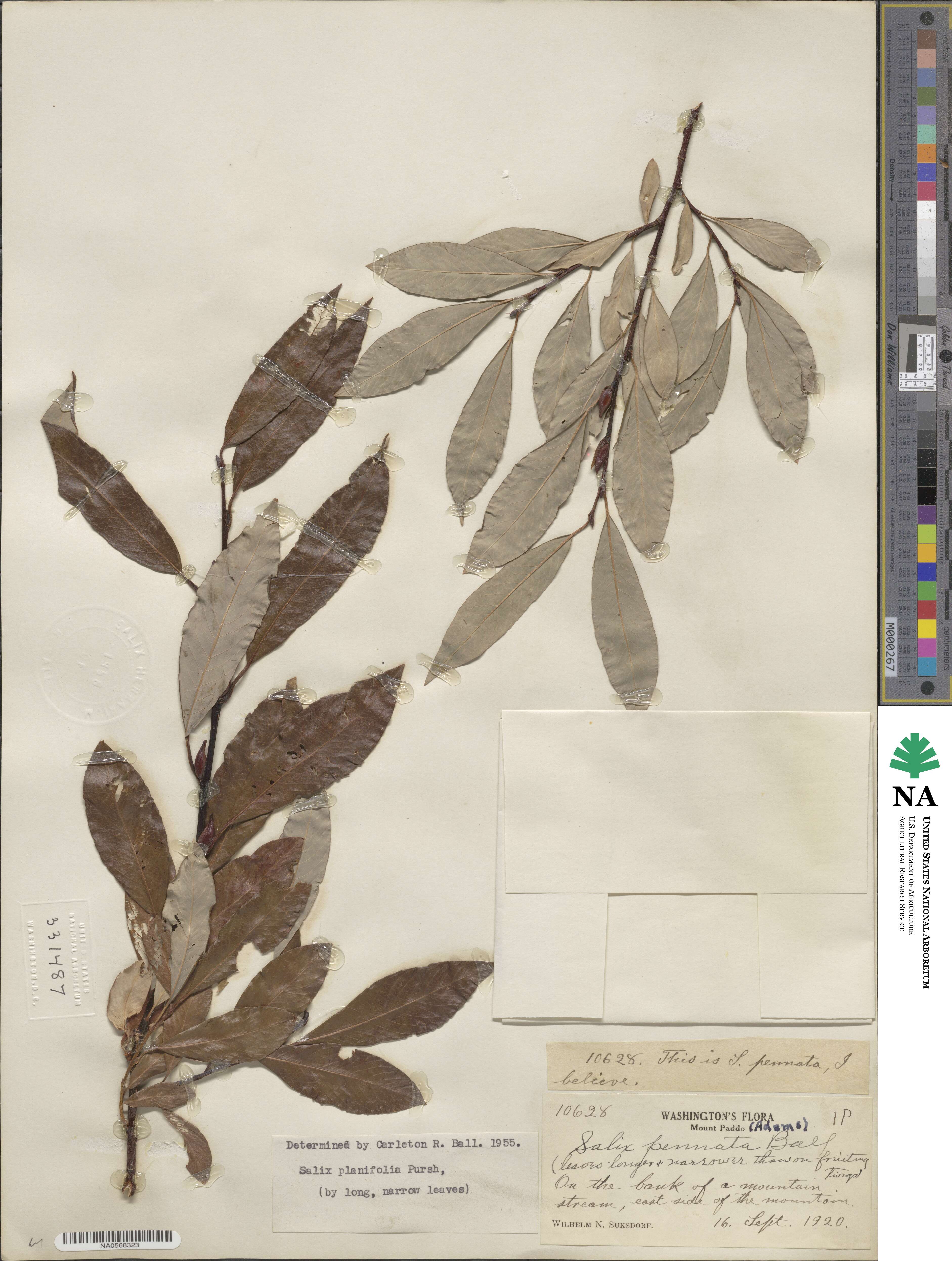 Salix planifolia image