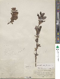 Salix planifolia image