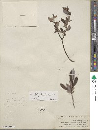 Salix planifolia image