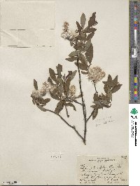 Salix planifolia image