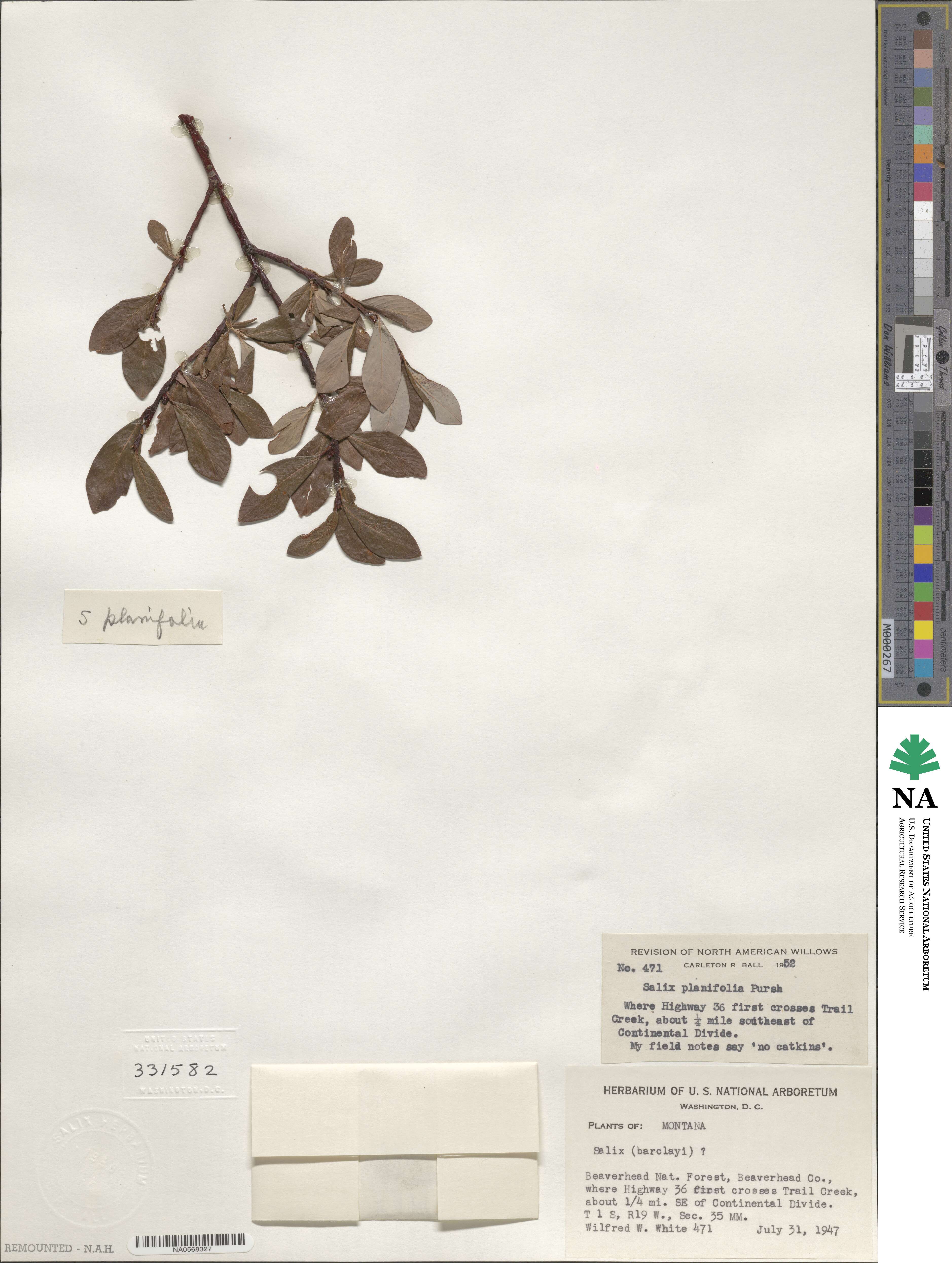 Salix planifolia image
