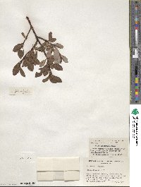 Salix planifolia image