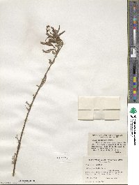 Salix planifolia image