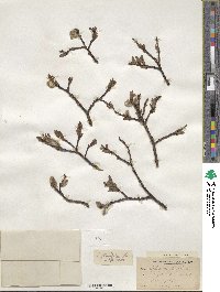 Salix planifolia image