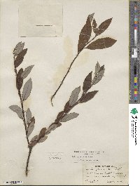 Salix planifolia image