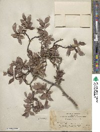 Salix planifolia image