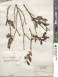 Salix planifolia image