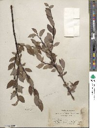 Salix planifolia image