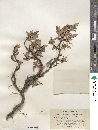 Salix planifolia image